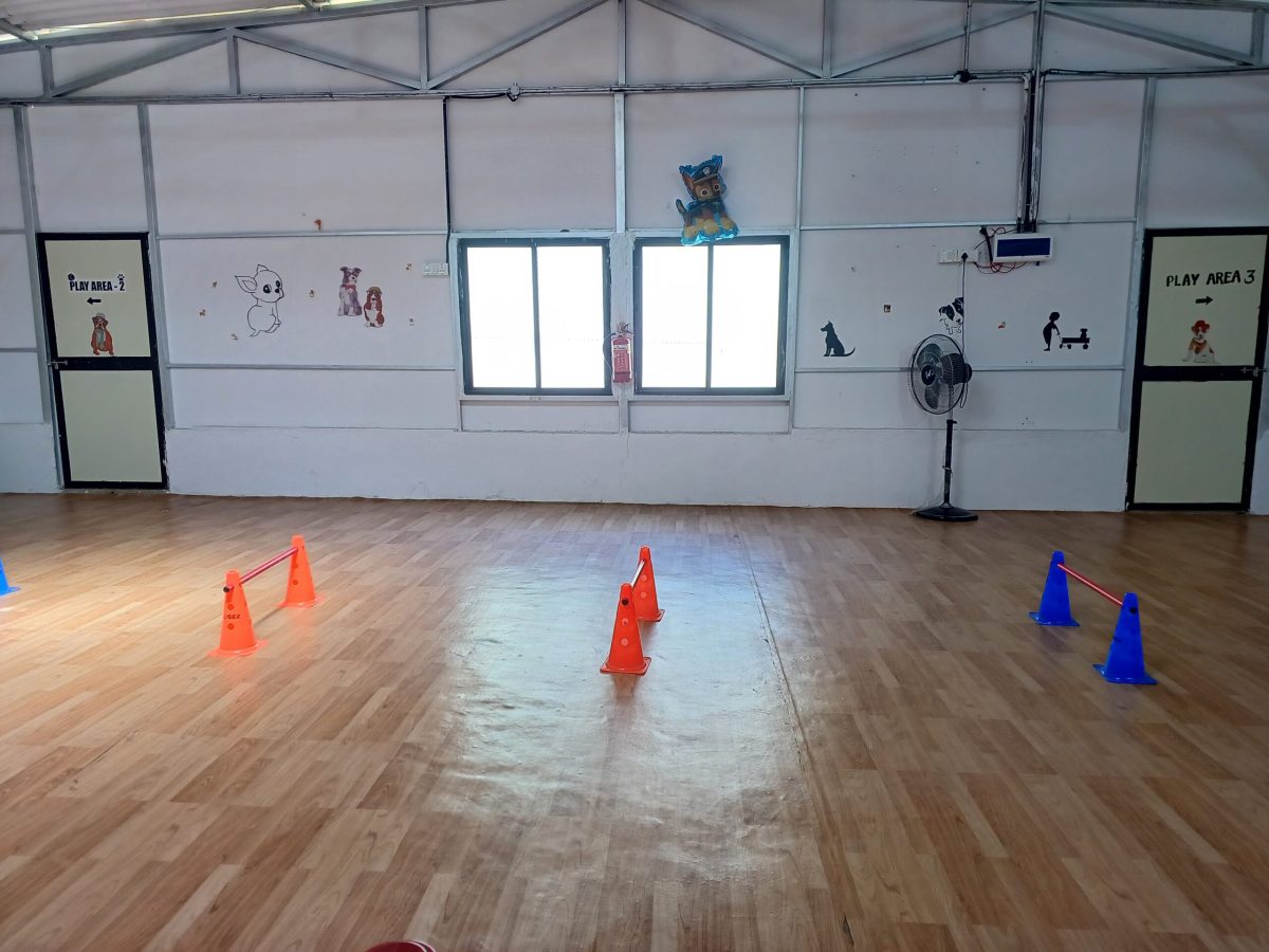 Spacious cage-free boarding play area at Gravity Pets Home