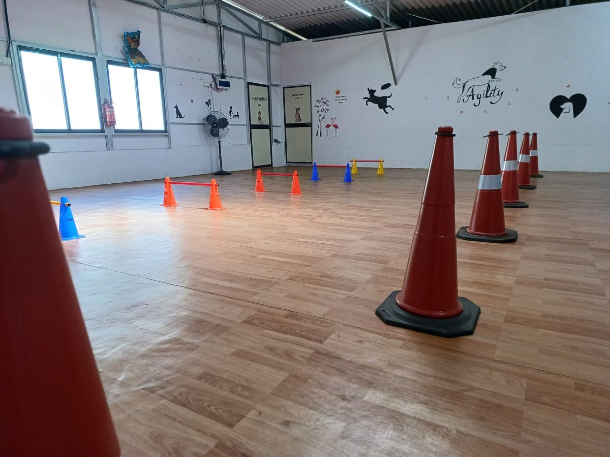 Dogs playing in the indoor agility play area at Gravity Pets Home