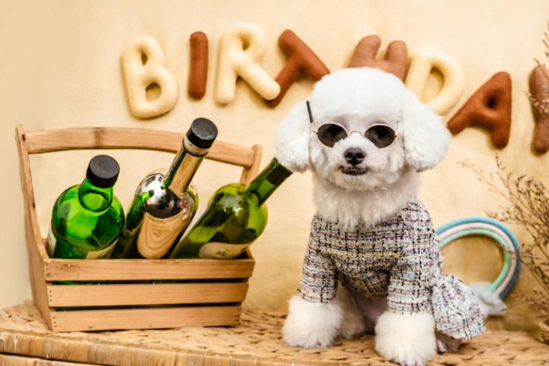 Pet birthday party at Gravity Pets Home