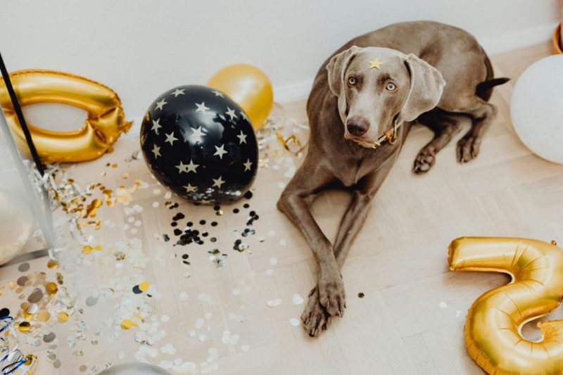 Pet birthday party at Gravity Pets Home