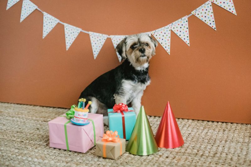 Pet birthday party at Gravity Pets Home