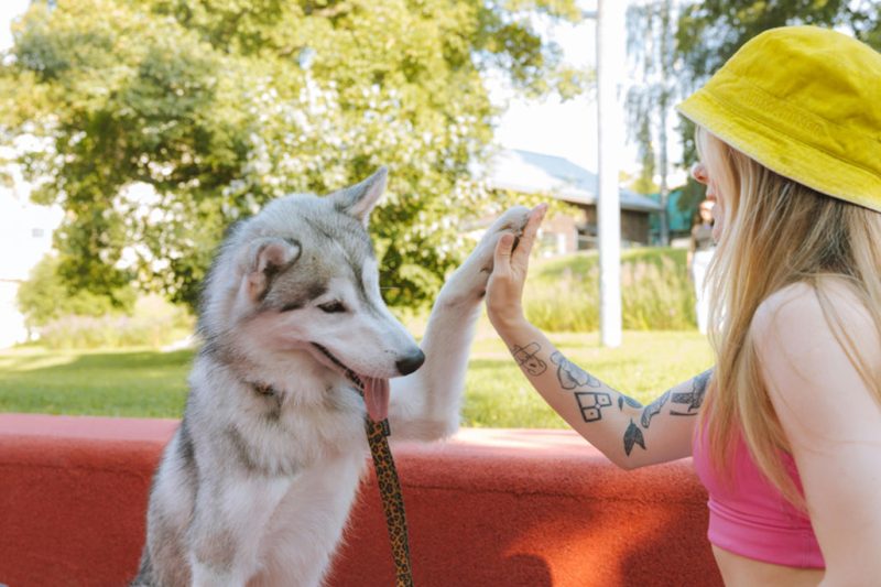 Dog training session at Gravity Pets Home