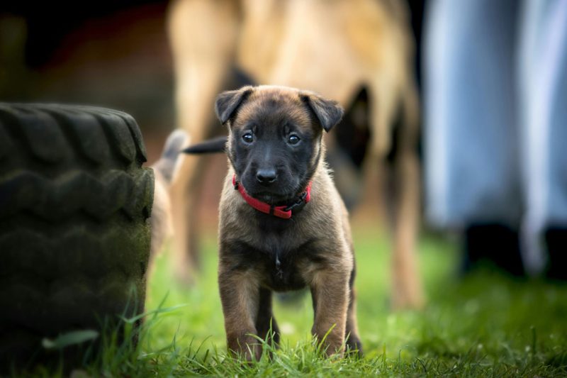 Dog training session at Gravity Pets Home