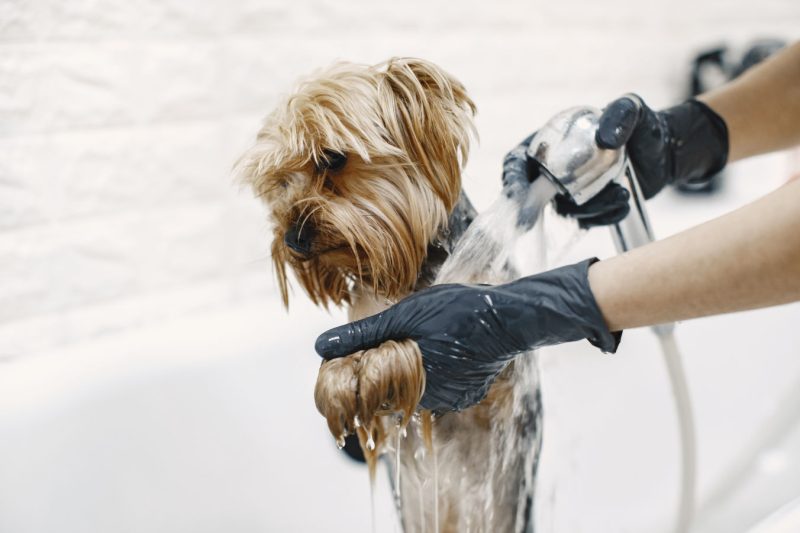 Professional dog grooming session