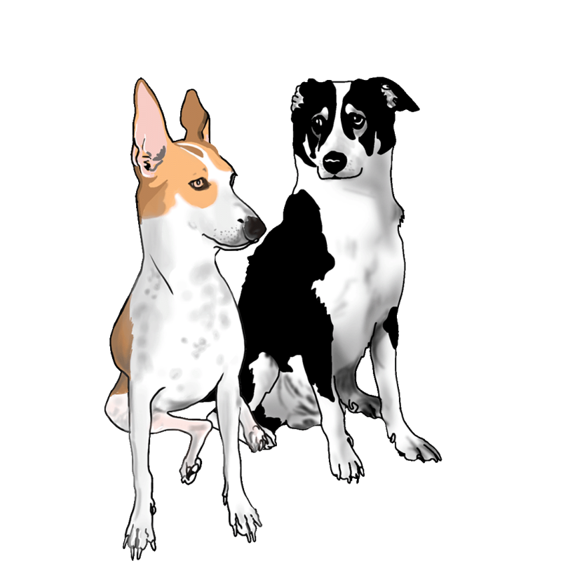 Murphy and Chini, two happy dogs at Gravity Pets Home