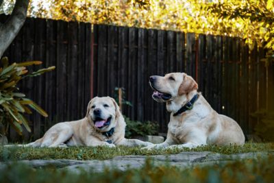 Private pet park at Gravity Pets Home