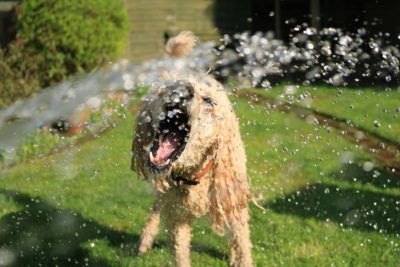 Private pet park at Gravity Pets Home