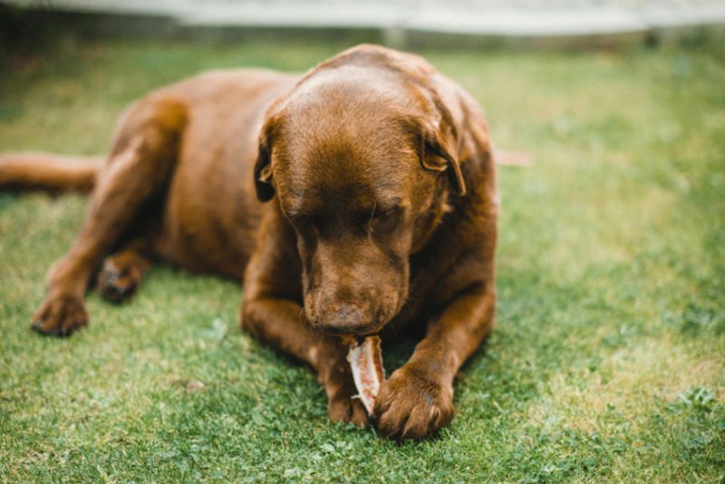 Private pet park at Gravity Pets Home