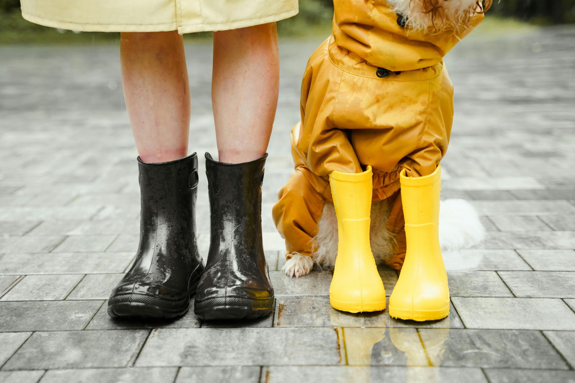 The Ultimate Monsoon Pet Care Guide for Indian Homes