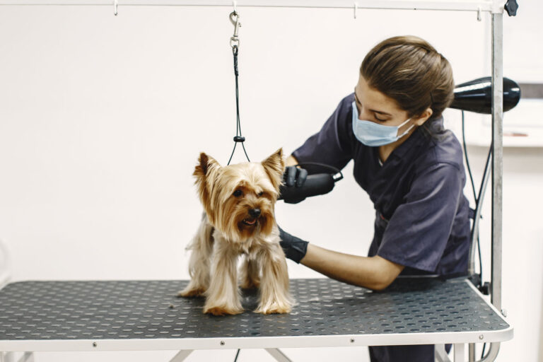 Dog and Cat Grooming Service Professional at Gravity Pets Home JPG 2