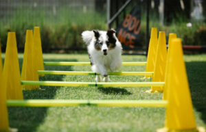 Private Pet Park at Gravity Pets Home JPG 1