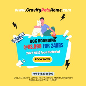 Offer 899 Dog Boarding by Gravity Pets Home